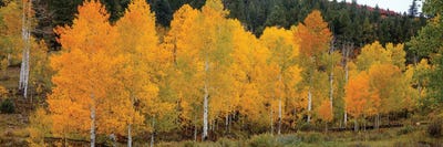 Vivid Aspens I by Bill Sherrell framed canvas print