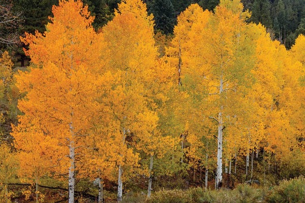 Bill Sherrell: Vivid Aspens II by Bill Sherrell