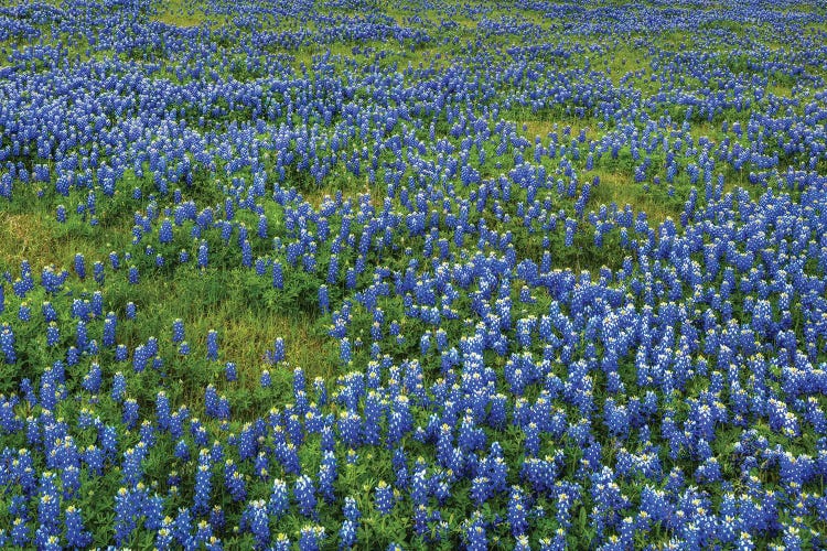 Bluebonnet Meadow