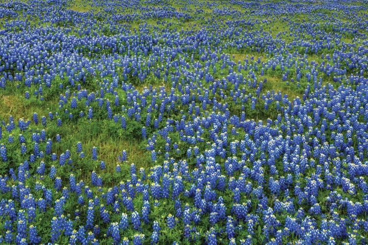 Bluebonnet Meadow by Bill Sherrell wall art