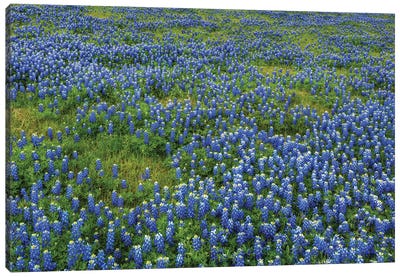 Bluebonnet Meadow Canvas Art Print - Bill Sherrell