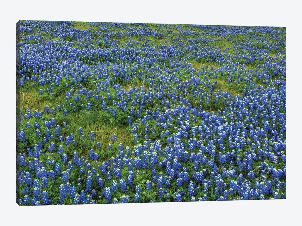 Bluebonnet Meadow by Bill Sherrell 1-piece Canvas Print
