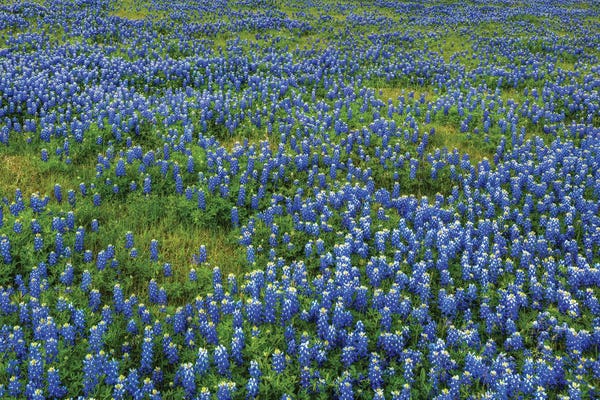 Bluebonnets: Bluebonnet Meadow by Bill Sherrell