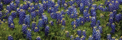 Bluebonnets by Bill Sherrell acrylic art print