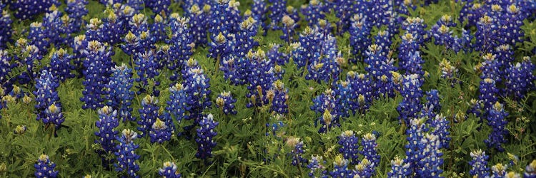 Bluebonnets by Bill Sherrell wall art