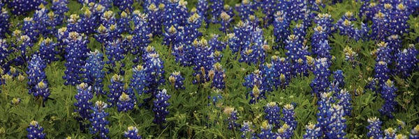 Bill Sherrell: Bluebonnets by Bill Sherrell