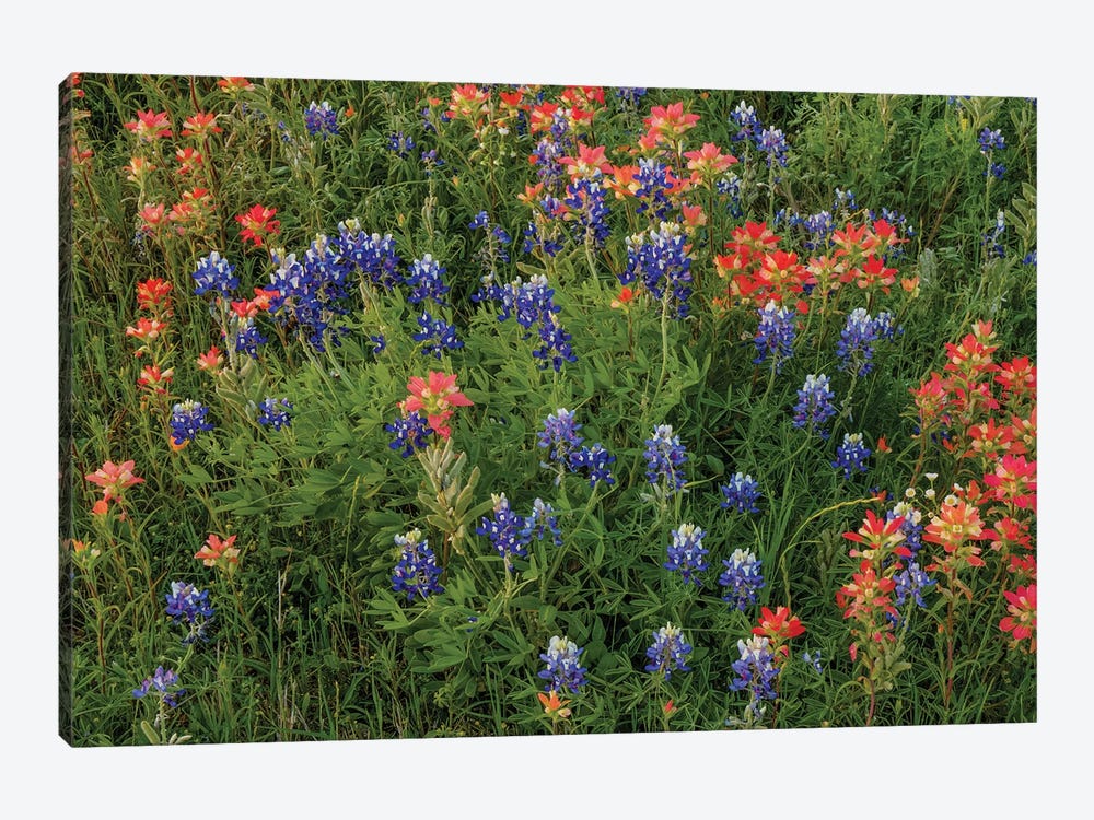 Bluebonnet And Indian Paintbrush Mix by Bill Sherrell 1-piece Canvas Print