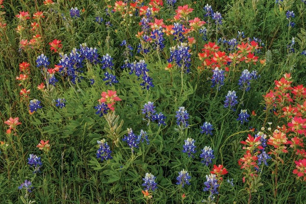Bill Sherrell: Bluebonnet And Indian Paintbrush Mix by Bill Sherrell