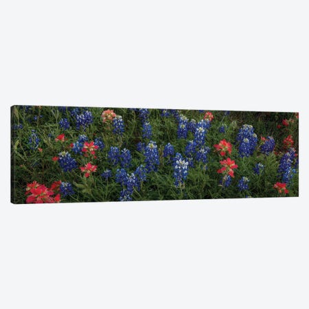 Bluebonnets And Indian Paintbrush-Pano II Canvas Print #SHL475} by Bill Sherrell Canvas Print