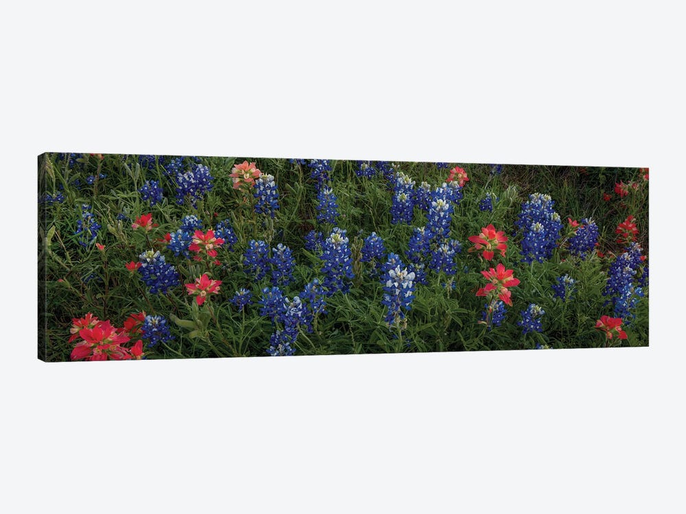 Bluebonnets And Indian Paintbrush-Pano II by Bill Sherrell 1-piece Canvas Print