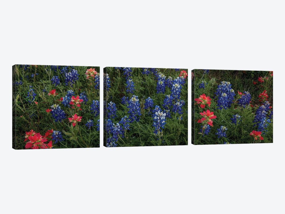 Bluebonnets And Indian Paintbrush-Pano II by Bill Sherrell 3-piece Canvas Print