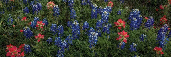 Bill Sherrell: Bluebonnets And Indian Paintbrush-Pano II by Bill Sherrell