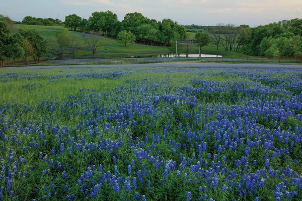 Bill Sherrell: Bluebonnets At The Sugar Ridge Ranch by Bill Sherrell