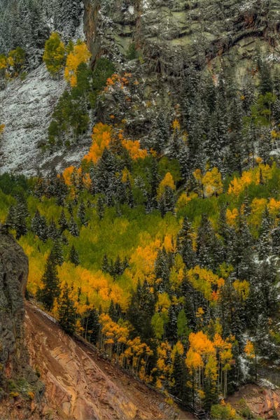 Evergreen Trees: Autumn Grace by Bill Sherrell