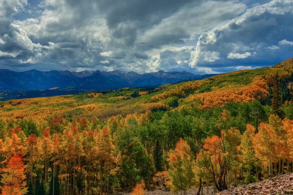 Bill Sherrell: Autumn Illumination by Bill Sherrell