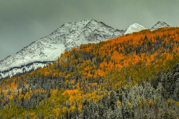 Evergreen Trees: Autumn Mountain by Bill Sherrell