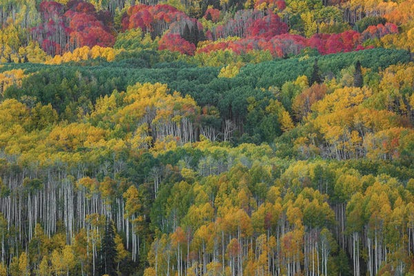 Layered Landscapes: Aspen Mountain by Bill Sherrell
