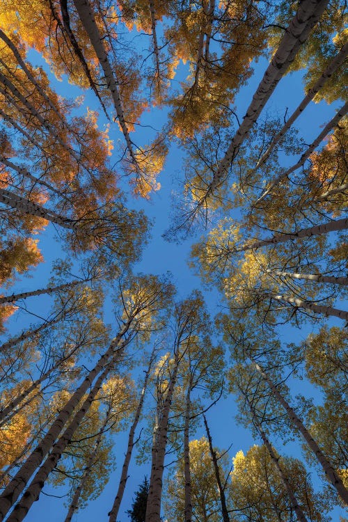 Fiery Aspens