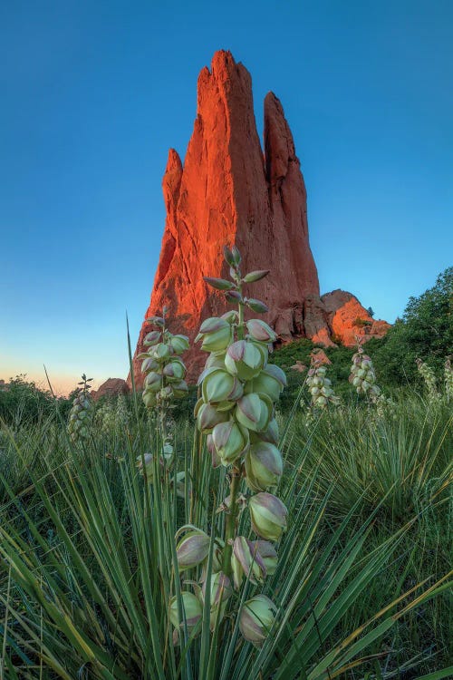 Cactus Blossom Dawn At Garden Of The Gods