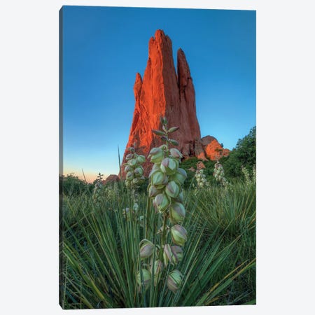 Cactus Blossom Dawn At Garden Of The Gods Canvas Print #SHL538} by Bill Sherrell Art Print