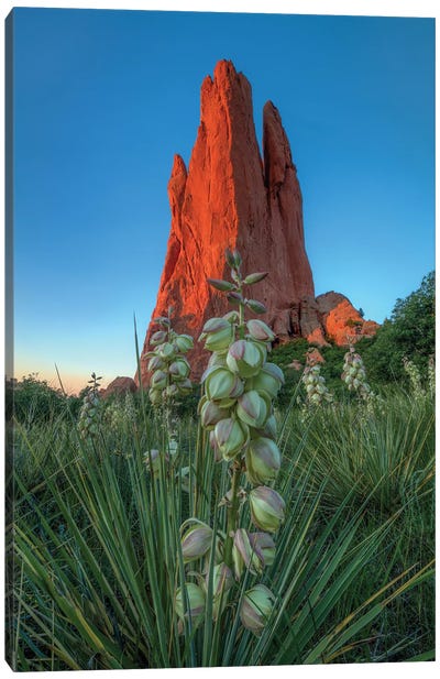 Cactus Blossom Dawn At Garden Of The Gods Canvas Art Print - Mountains Scenic Photography