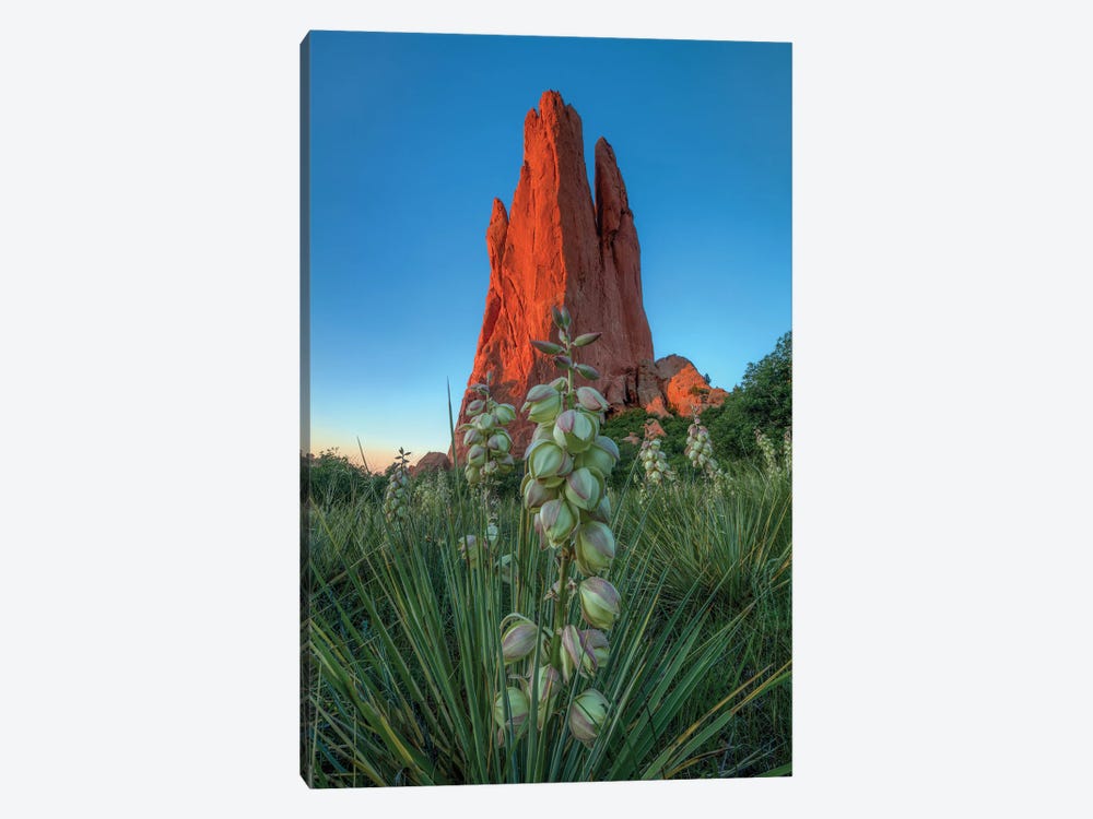 Cactus Blossom Dawn At Garden Of The Gods by Bill Sherrell 1-piece Canvas Print