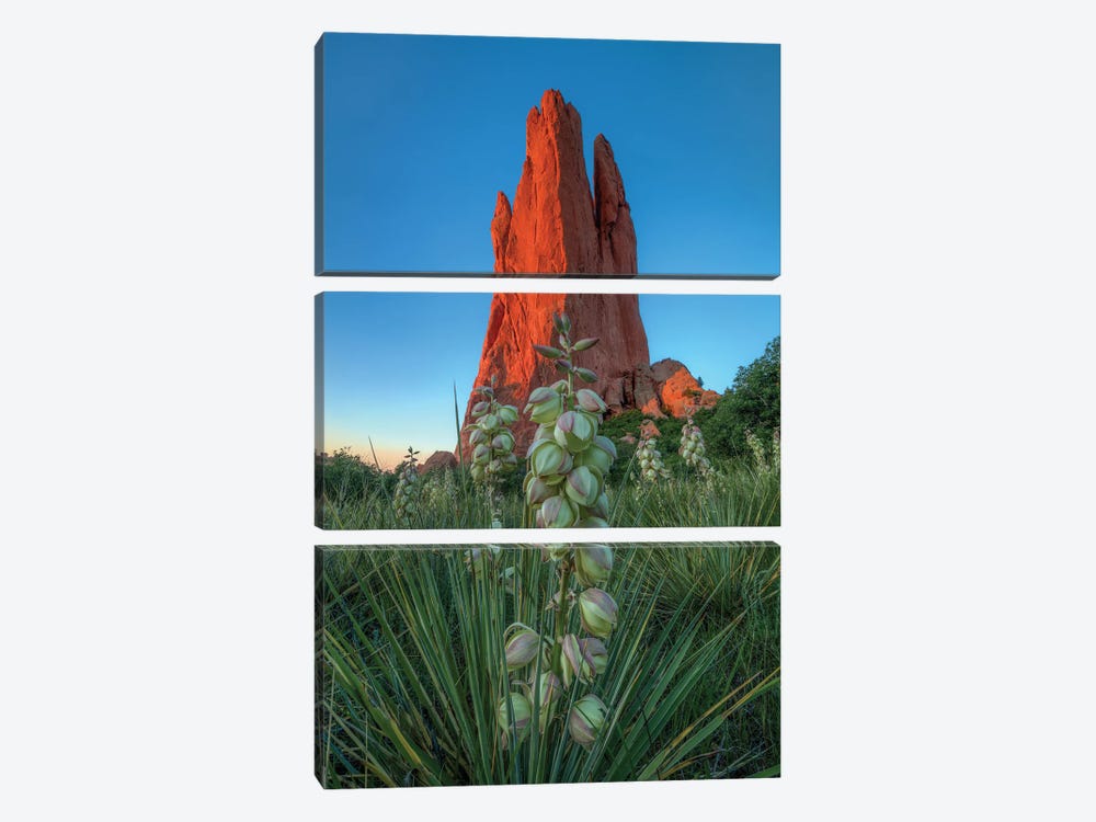 Cactus Blossom Dawn At Garden Of The Gods by Bill Sherrell 3-piece Canvas Art Print