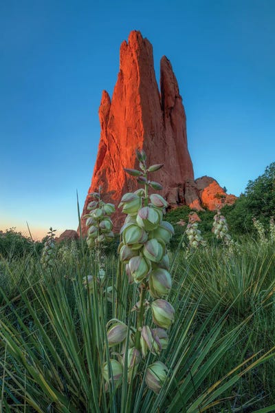 Bill Sherrell: Cactus Blossom Dawn At Garden Of The Gods by Bill Sherrell