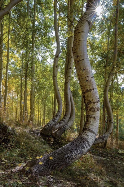 Bill Sherrell: Dancing Aspen Trees by Bill Sherrell
