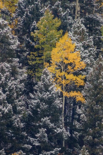 Bill Sherrell: Determination by Bill Sherrell