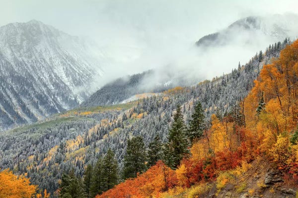 Evergreen Trees: Autumn Storm by Bill Sherrell