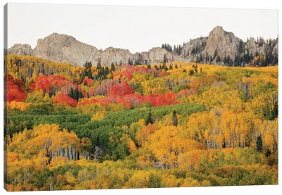 Paradise In Crested Butte Canvas Art Print - Bill Sherrell