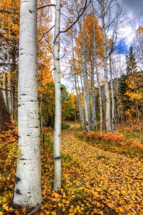 Autumn Stroll by Bill Sherrell wall art