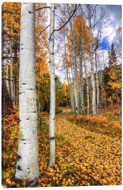 Autumn Stroll Canvas Art Print - Aspen and Birch Trees