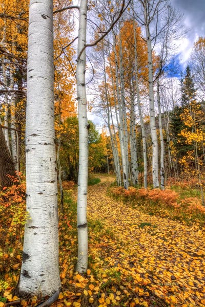 Aspen Trees | Birch Trees: Autumn Stroll by Bill Sherrell