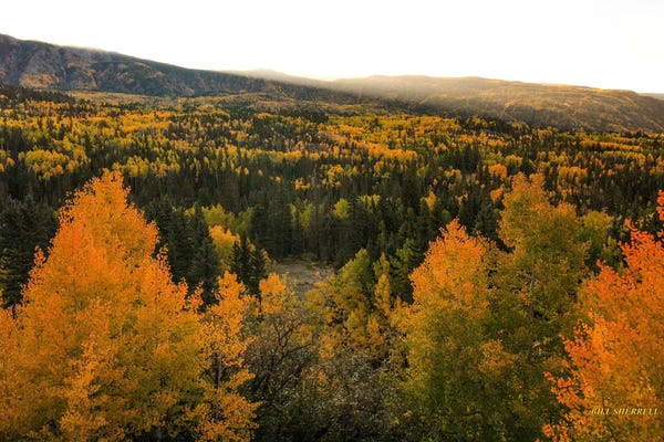 Evergreen Trees: Autumn Sunrise by Bill Sherrell