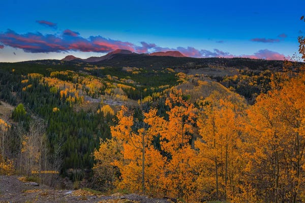 Evergreen Trees: Autumn Sunset Near Durango by Bill Sherrell