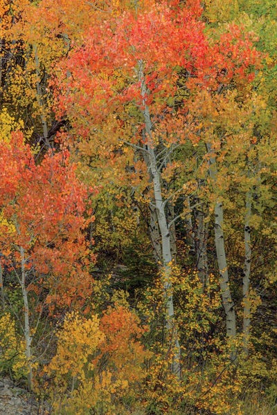 Bill Sherrell: Red Orange Magic III by Bill Sherrell