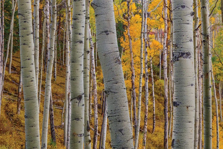 Aspen Trunks IV