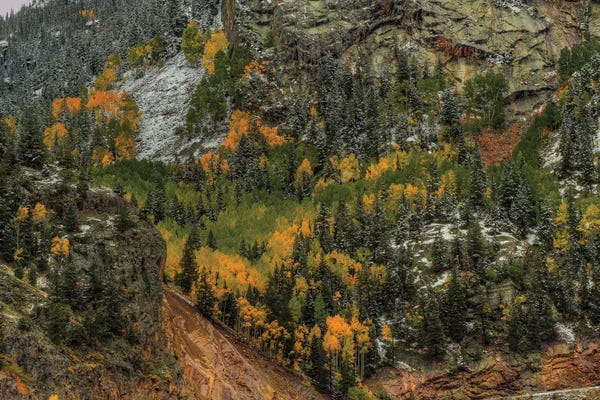 Evergreen Trees: Autumn Wall by Bill Sherrell