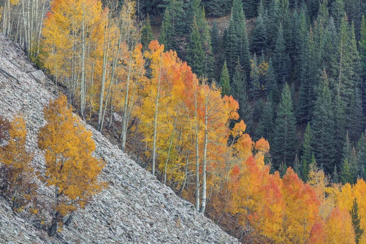 Autumn On The Rise