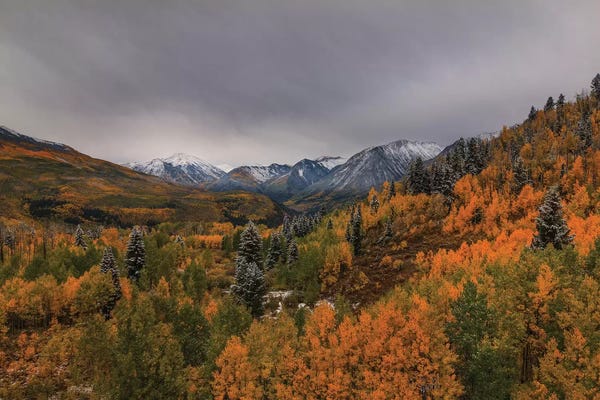 Evergreen Trees: Autumn Wonderland by Bill Sherrell