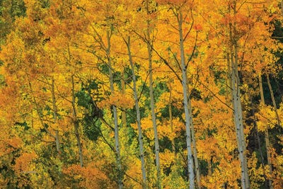 Backlit Embrace by Bill Sherrell acrylic art print