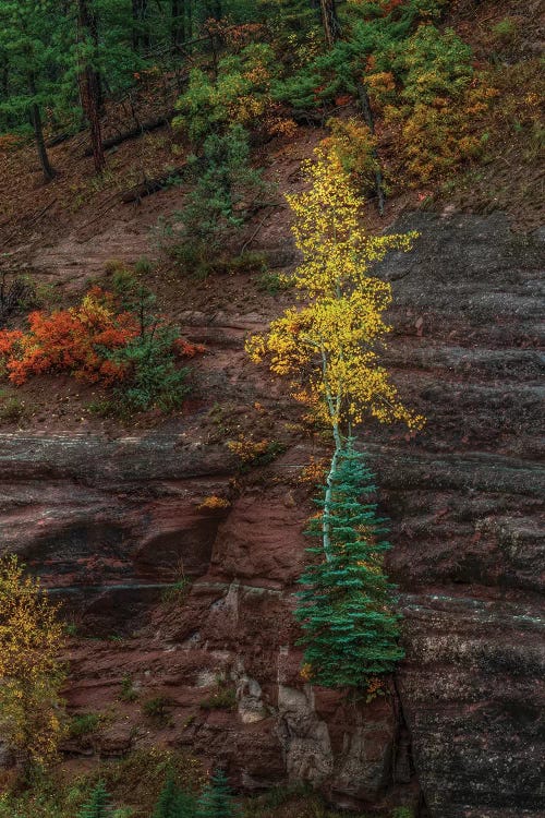 Beautiful Tenacity by Bill Sherrell wall art