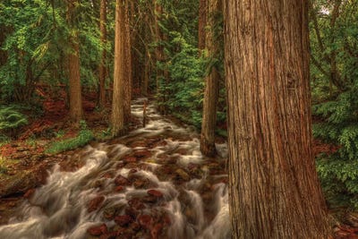 Brook by Bill Sherrell framed wall art