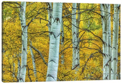 Chaotic Beauty Canvas Art Print - Aspen and Birch Trees