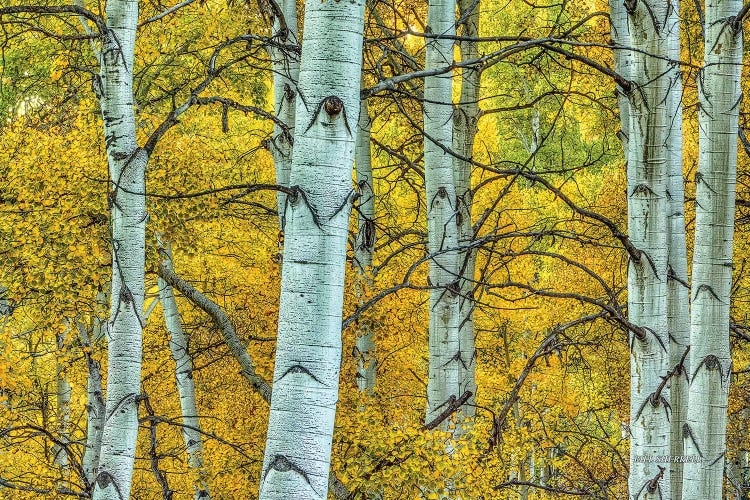 Chaotic Beauty by Bill Sherrell wall art