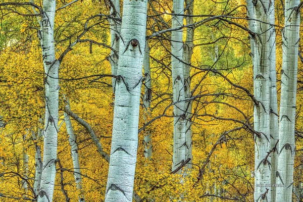 Aspen Trees | Birch Trees: Chaotic Beauty by Bill Sherrell