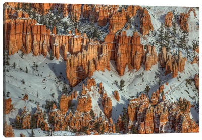 Color In The Snow Canvas Art Print - Canyon Art
