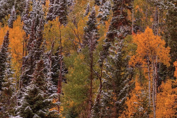 Evergreen Trees: Contrasts by Bill Sherrell